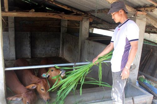 Những việc làm thiết thực của nông dân Hợp Thành