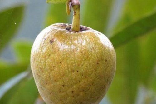 Thức quà quê - bình bát dầm đá đường
