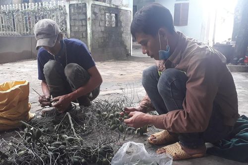 Giá quả cau tươi tăng cao kỷ lục