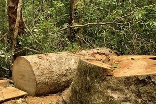 Khởi tố nhóm nhân viên bảo vệ rừng khai thác gỗ trái phép tại Gia Lai