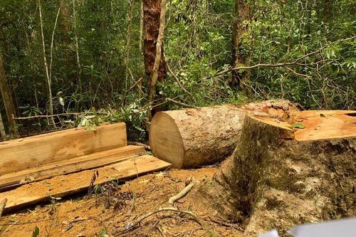 Gia Lai: Khởi tố 3 nhân viên bảo vệ rừng đưa cưa lốc vào rừng đốn hạ gỗ