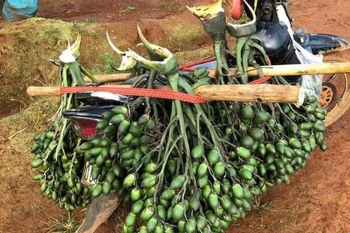 Nông dân kiếm tiền triệu mỗi ngày nhờ bán cau