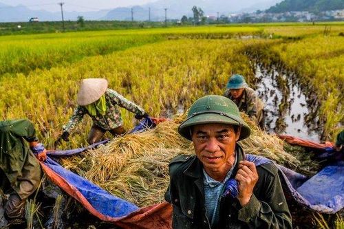 'Giữ ổn định 3,5 triệu ha đất để trồng lúa là quá lớn'