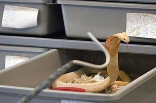 Nghề lạ: Đánh cược mạng sống với nghề vắt 'sữa' rắn