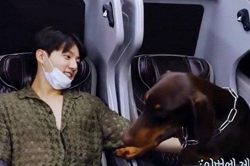 Jungkook BTS hát mà cún cưng Bam cũng mê mẩn