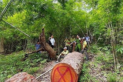 Bình Thuận: Điều tra vụ khai thác 6m3 gỗ lim tại Khu Bảo tồn thiên nhiên Núi Ông