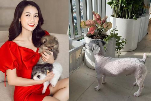 Hậu thị phi với đại gia truyền thông, Sam bức xúc khi thú cưng bị coi là gia súc, xâm phạm đời tư