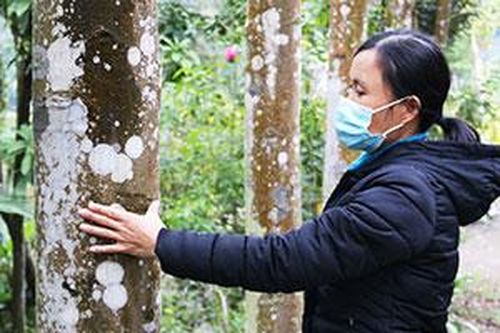 Cần đưa giống mới vào trồng rừng gỗ lớnTin khácLập thành tích chào mừng kỷ niệm 190 năm thành lập tỉnh: Điểm nhấn từ phong trào thi đua đặc biệtXét tặng danh hiệu 'Công dân Lạng Sơn ưu tú': Tôn vinh những tấm gương điển hình