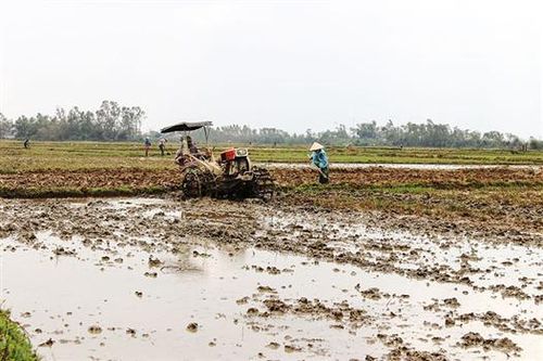 Triển khai các giải pháp để sản xuất vụ đông xuân đạt kết quả cao