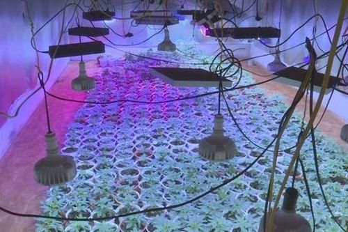 Truy nã đối tượng cầm đầu đường dây trồng, mua bán cần sa quy mô lớn