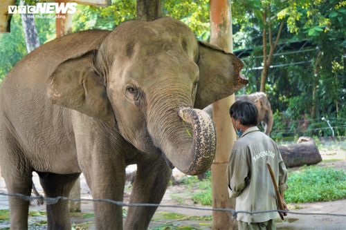 Thảo cầm viên Sài Gòn hối hả dọn dẹp chuẩn bị đón du khách