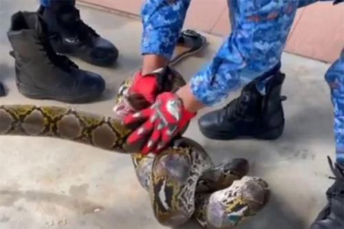 Sàn nhà vệ sinh đầy bụi, người đàn ông phát hiện 'hung thần' 50kg trên trần, thái độ lật mặt của con vật gây chú ý