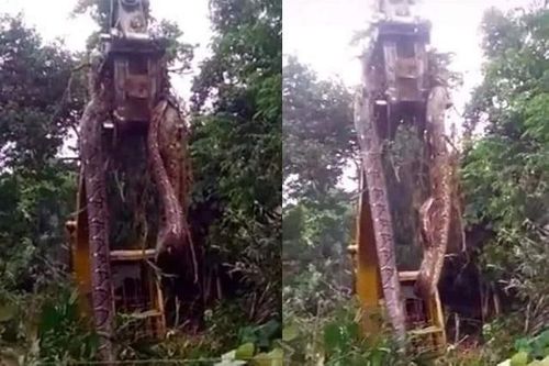 Hãi hùng rắn khổng lồ nấp trong bụi rậm phải dùng cần cẩu mới nhấc nổi