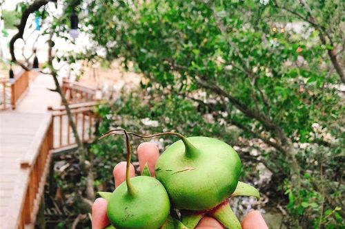 Loại quả mọc dại ven sông, hái về nấu lẩu thành đặc sản nức tiếng miền Tây