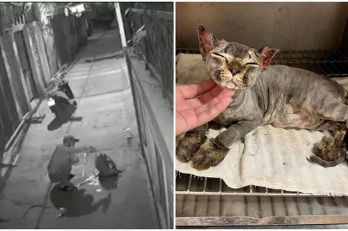 Chú mèo bị châm lửa thiêu sống ở Hà Nội: 'Bằng một cách thần kỳ nào đó, bé đang phục hồi rất tốt'