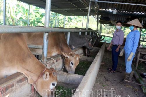 Nông dân Tủa Chùa thi đua sản xuất, kinh doanh giỏi