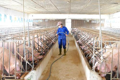 Tăng cường chỉ đạo phòng, chống dịch bệnh và phòng, chống đói rét cho đàn vật nuôi