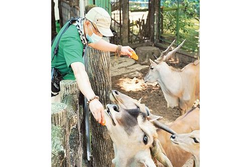 Thảo Cầm Viên Sài Gòn mở cửa đón khách