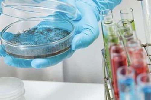 Lai tạo muỗi ngăn bệnh sốt xuất huyết