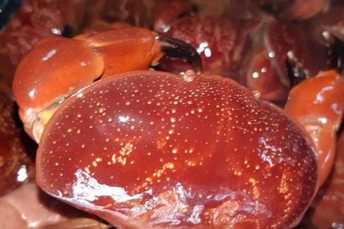 Hải sản ngon hơn ghẹ, rẻ hơn cua hút khách có gì bổ béo?