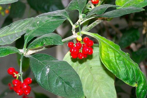 Phát hiện loài cây mọc nhan nhản ở Samoa có thể chữa ung thư, COVID-19