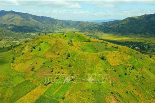 Dã quỳ nhuộm vàng miệng núi lửa Chư Đăng Ya