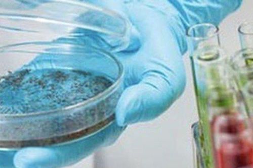 Indonesia nhân giống loại muỗi giúp ngăn bệnh sốt xuất huyết