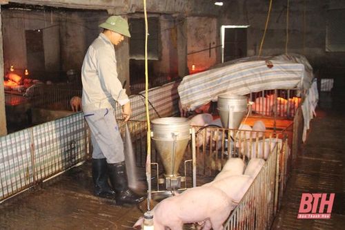Chủ động triển khai thực hiện các biện pháp phòng, chống đói, rét cho đàn vật nuôi