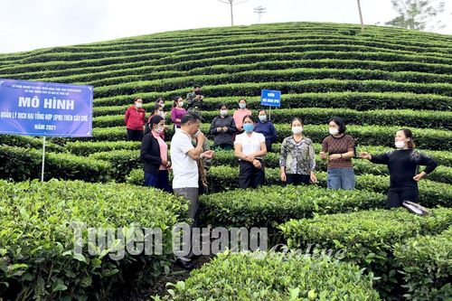 Hiệu quả kinh tế từ quản lý dịch hại trên cây chè cao hơn 12,4 triệu đồng/ha
