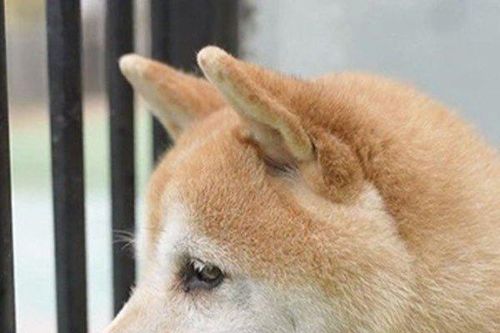 Chú chó cô đơn suốt 7 năm được đấu giá hơn nửa tỷ đồng