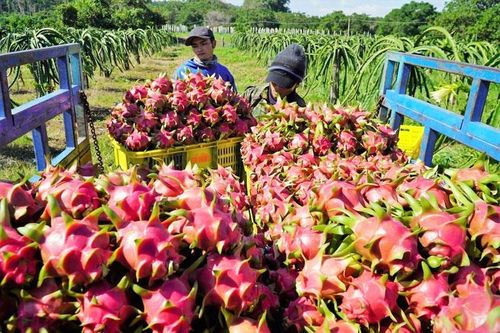 Bảo hộ chỉ dẫn địa lý tại nước ngoài: Đừng để mất 'chìa khóa vàng'