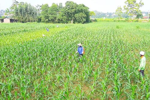 Tập trung chăm sóc và phòng trừ sâu bệnh hại cây trồng vụ Đông