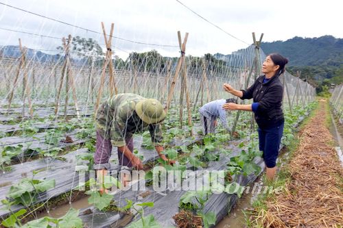 Kim Bình phát huy vai trò tiên phong, gương mẫu của đảng viên
