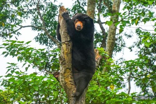 Long An: Giải cứu những con gấu ngựa cuối cùng bị nuôi nhốt