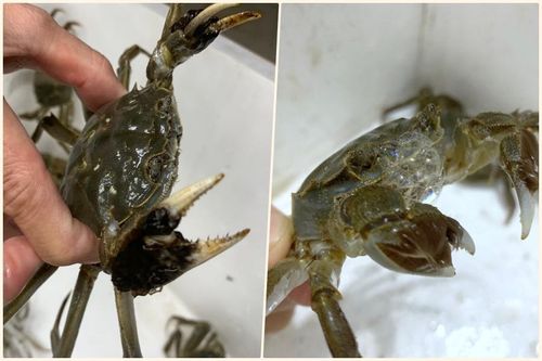 Bỏ gần triệu ăn 'cua lông Thượng Hải', gần như chắc chắn bị lừa