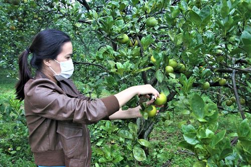 Cam ở Nghệ An còn vài nghìn đồng/kg