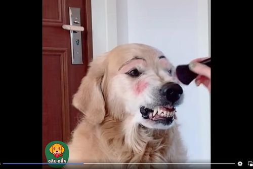 Clip: Chú chó biểu cảm 'khó đỡ' khi được chủ... trang điểm