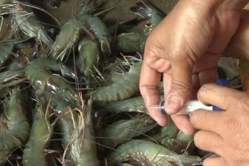 Bắt quả tang xe tải vận chuyển hơn 1,3 tấn tôm nguyên liệu chứa tạp chất