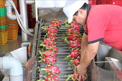 Nhiều dư địa cho trái cây Việt Nam tại thị trường EU