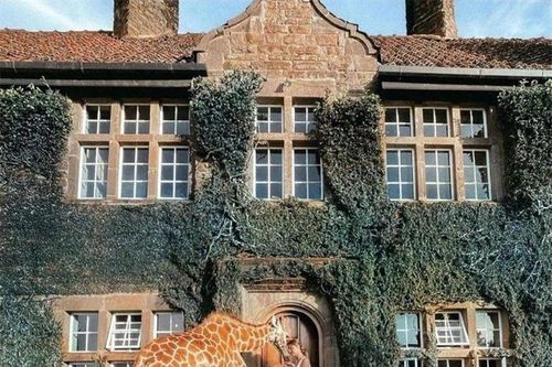 Khám phá khách sạn hươu cao cổ độc đáo ở Kenya