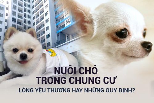 Câu chuyện nuôi chó trong chung cư: Quy định hay lòng yêu thương?