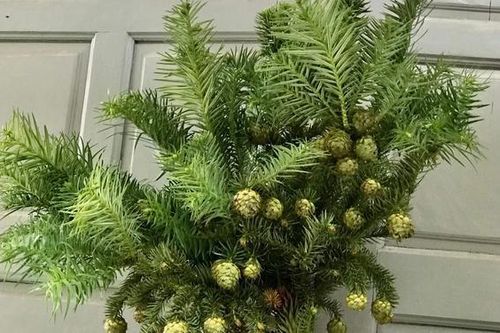 Cành thông tươi đón Noel sớm giá chỉ từ 130 nghìn đồng/cành