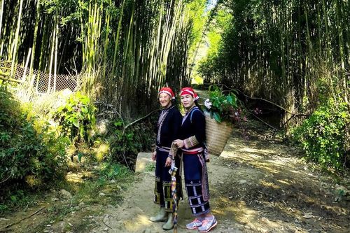 Khám phá rừng trúc Tả Phìn