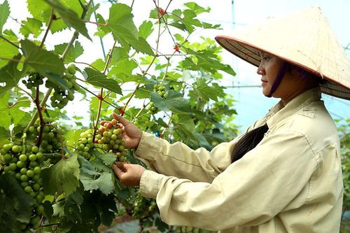 'Trụ đỡ' của nền kinh tế