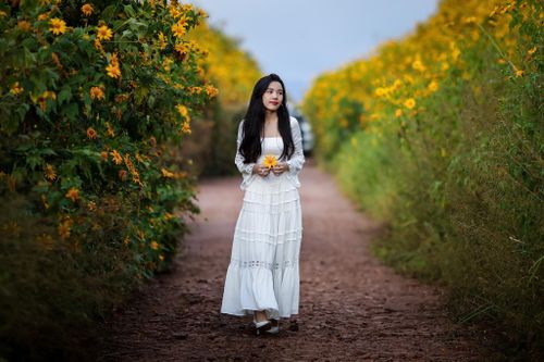 Mùa hoa dã quỳ ở Đà Lạt