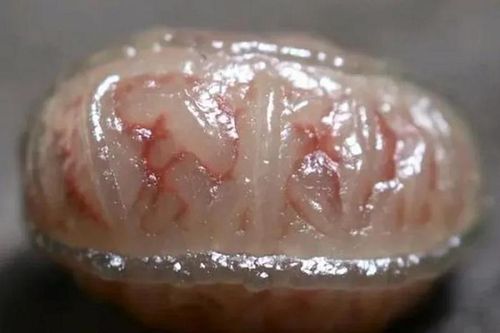 Bán cục 'não người', ngư dân tiếc hùi hụi khi biết giá trị cả tỷ