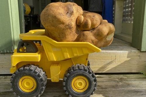 Củ khoai tây khổng lồ nặng gần 8kg có thể giành kỷ lục thế giới