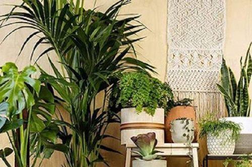 4 loại cây cảnh trồng trong nhà vừa đẹp vừa tốt cho sức khỏe
