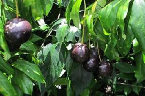 10 'trái cấm' có thể gây chết người