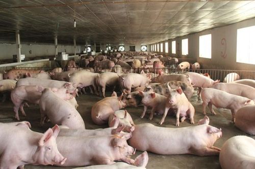 Được giao chăm nom lợn, thanh niên thẳng tay 'xử lý' gần 1.000 con lợn và 1.000 bao cám